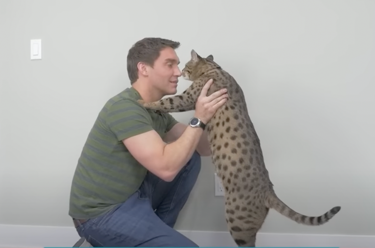 cat-breaks-world-record-for-tallest-and-gets-mistaken-for-a-panther