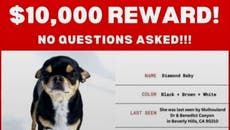 Paris Hilton hires seven pet mediums during search for missing dog