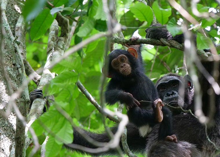 Even adult female chimpanzees with young offspring had interactions with gorillas