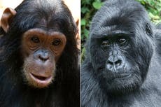 Chimpanzees and gorillas are friends in the wild, scientists find