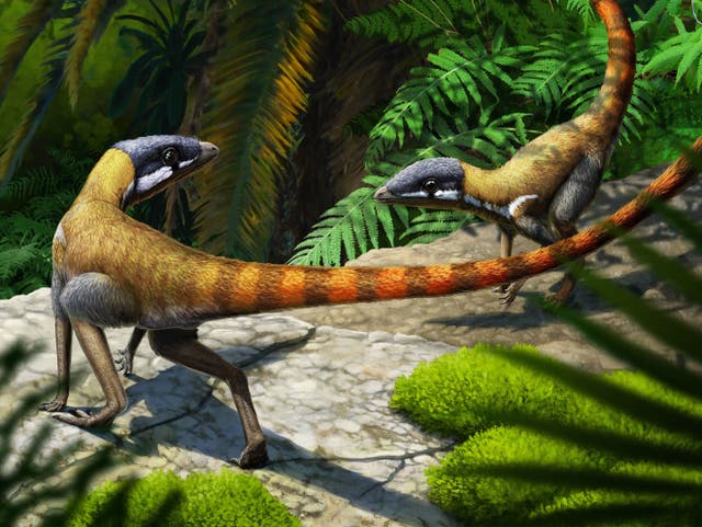 <p>The creatures is closely related to extinct flying reptiles</p>
