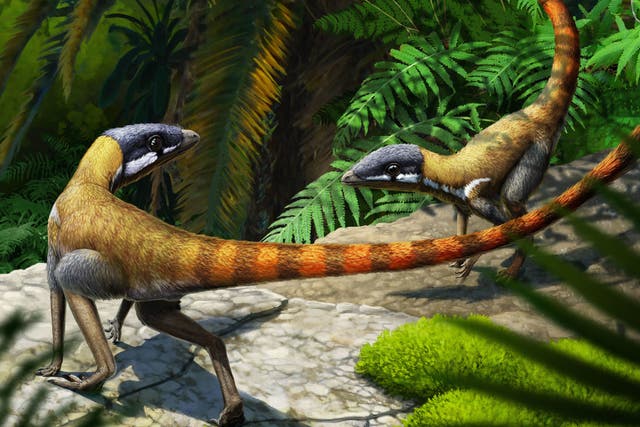 <p>The creatures is closely related to extinct flying reptiles</p>