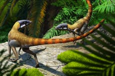 Fossilised cat-sized reptile found in Scotland was ‘early relative of pterosaurs’