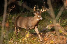 'Forever chemicals' in deer, fish challenge hunters, tourism