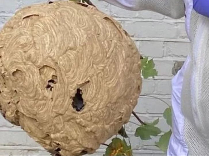 An Asian hornet nest the size of a basketball, found in a back garden in Rayleigh, Essex