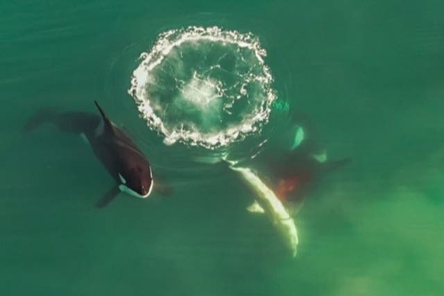 <p>Data from tags, drone surveys and shark-tour boats also reveals terrorised great whites left the Mossel Bay region for several weeks</p>
