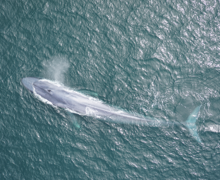 Giant blue whales can tell when the wind is changing their habitat and identify places where they can find food