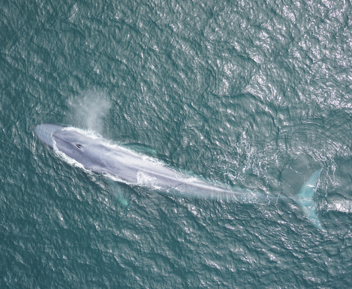 Blue whales dance with the wind to find food, new study shows