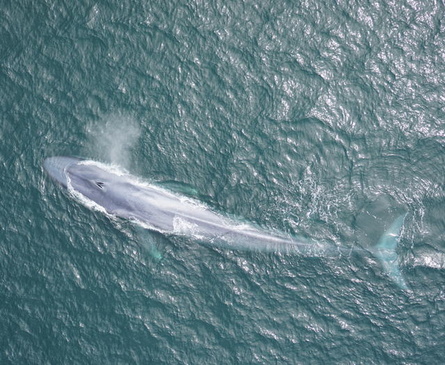 <p>Giant blue whales can tell when the wind is changing their habitat and identify places where they can find food </p>
