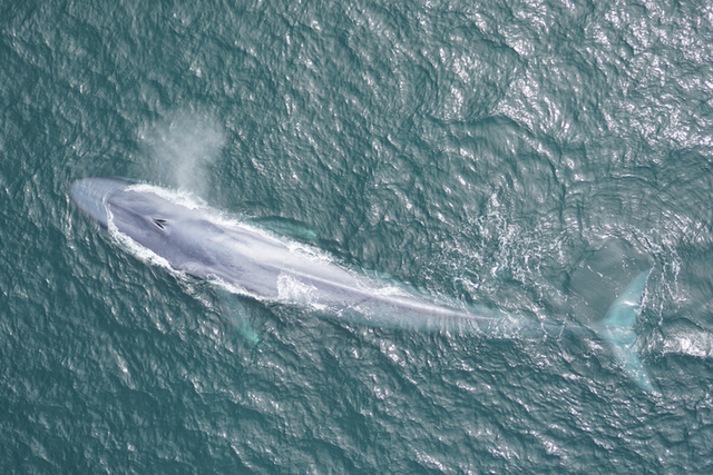 <p>Giant blue whales can tell when the wind is changing their habitat and identify places where they can find food </p>