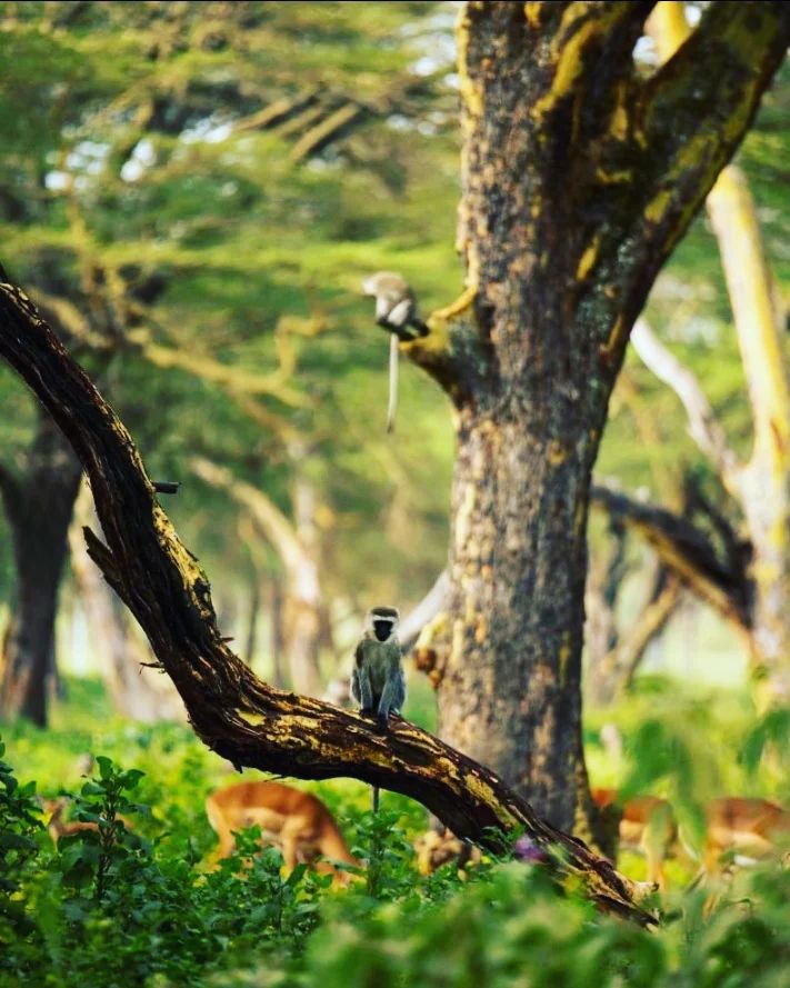 Two hours in the car from Nairobi, Crescent Island is a game sanctuary where you’re almost guaranteed to a wide array of wildlife