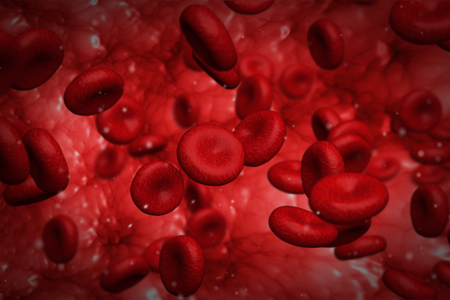 <p>Red blood cells</p>