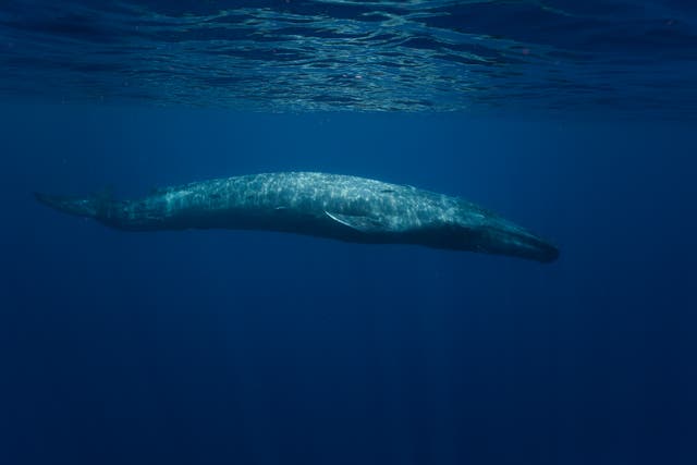 <p>A blue whale  </p>