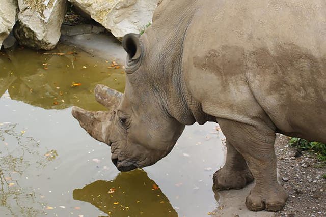 Sula, a female rhino who who has died aged 36 (Marwell Wildlife/PA)