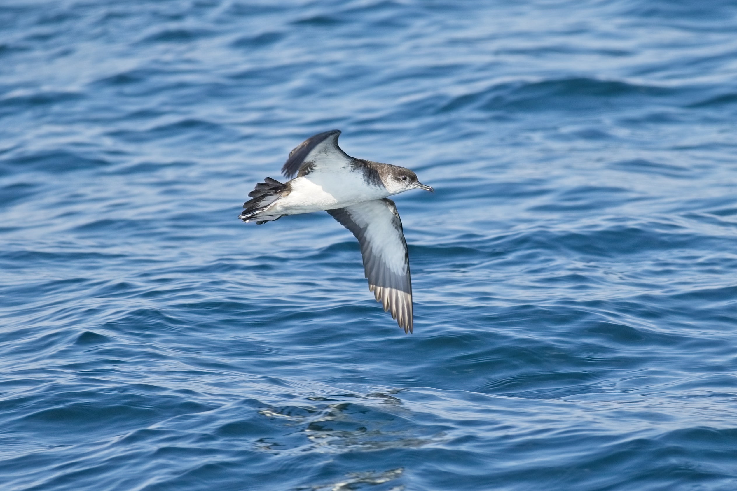 Seabirds exposed to oil are more likely to become waterlogged, cold, and less buoyant