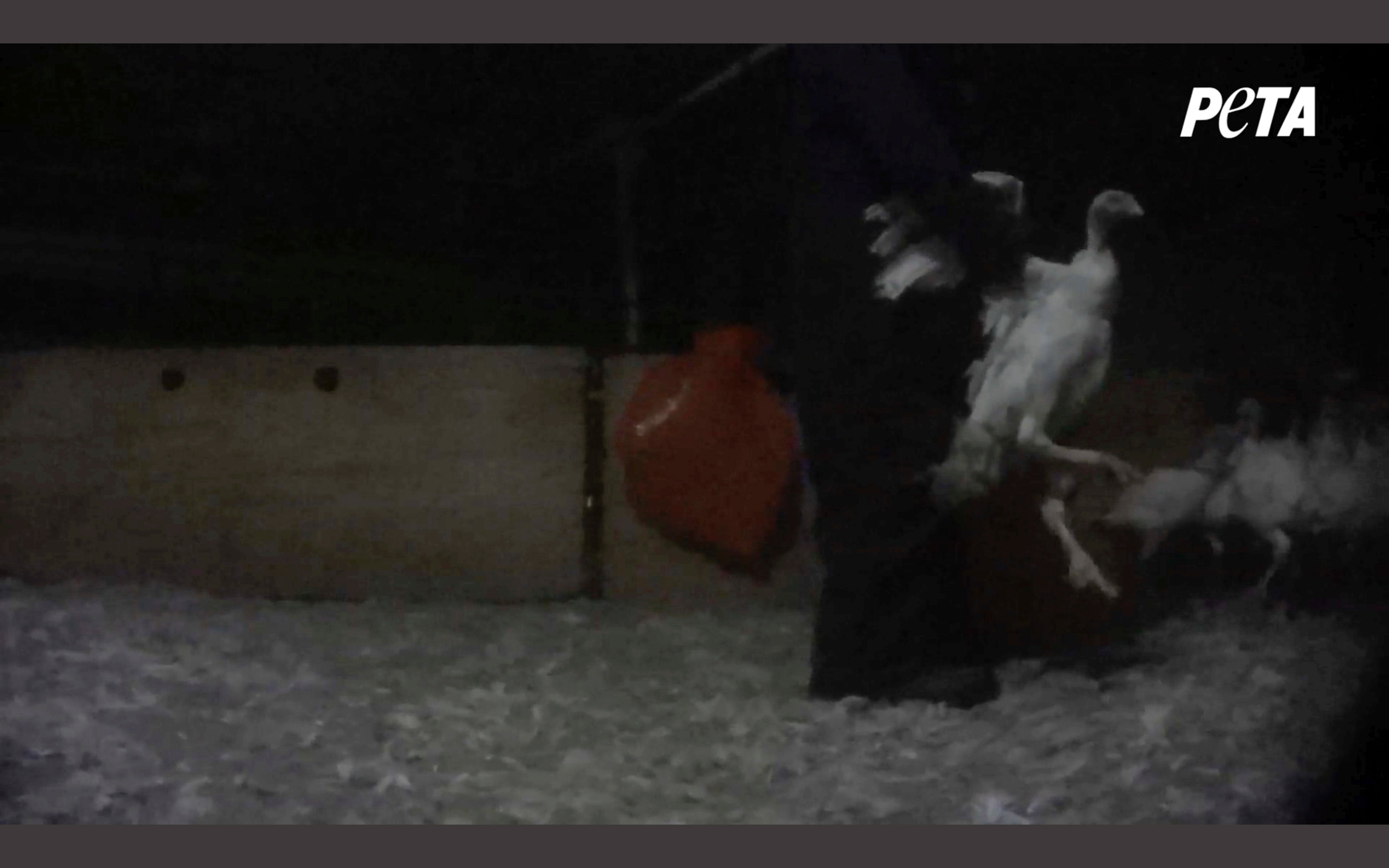 Turkey Producer Abuse Charges