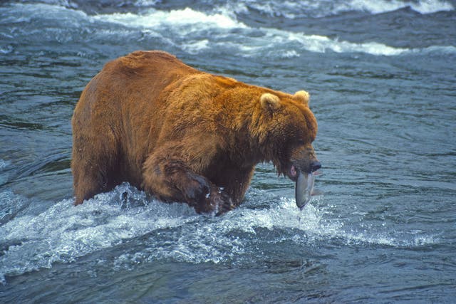<p>A grizzly bear with a salmon on the Brooks River in Katmai National Park, Alaska</p>