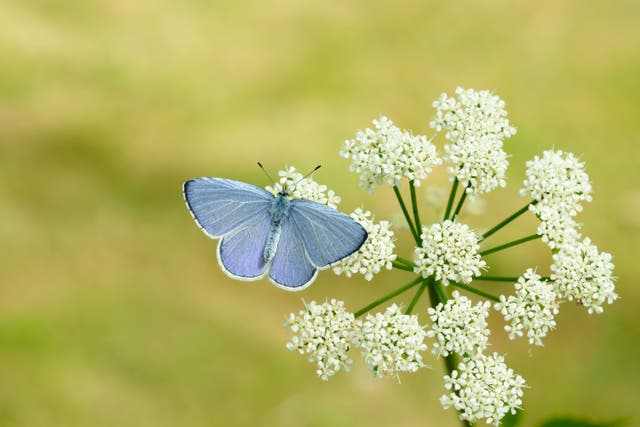 The Holly Blue butterfly which saw a 120% increase in this year’s Big Butterfly Count (Iain H Leach/Butterfly Conservation)