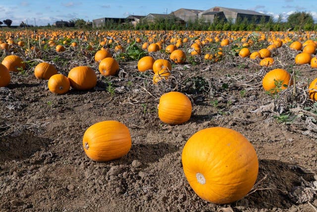Oakley Farms, based near Wisbech, Cambridgeshire, has reported ‘full availability’ of pumpkins this year despite the summer heatwave (Alan Bennett/ Tesco/ PA)
