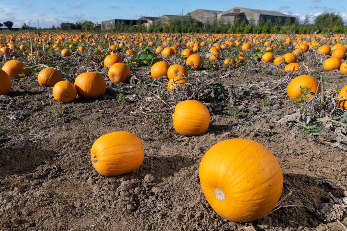 Pumpkin grower says there is ‘full availability’ despite summer heatwave