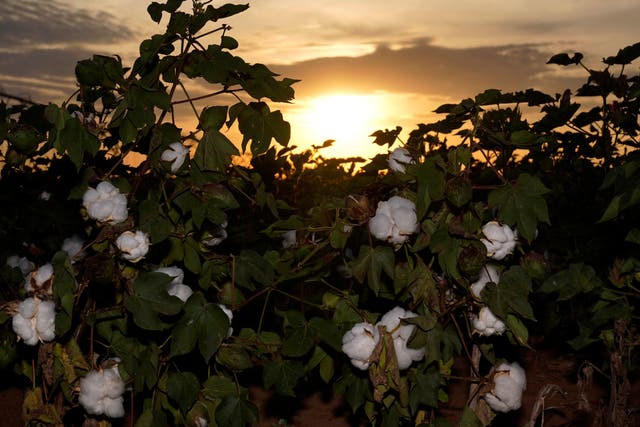 Texas Drought Cotton Production