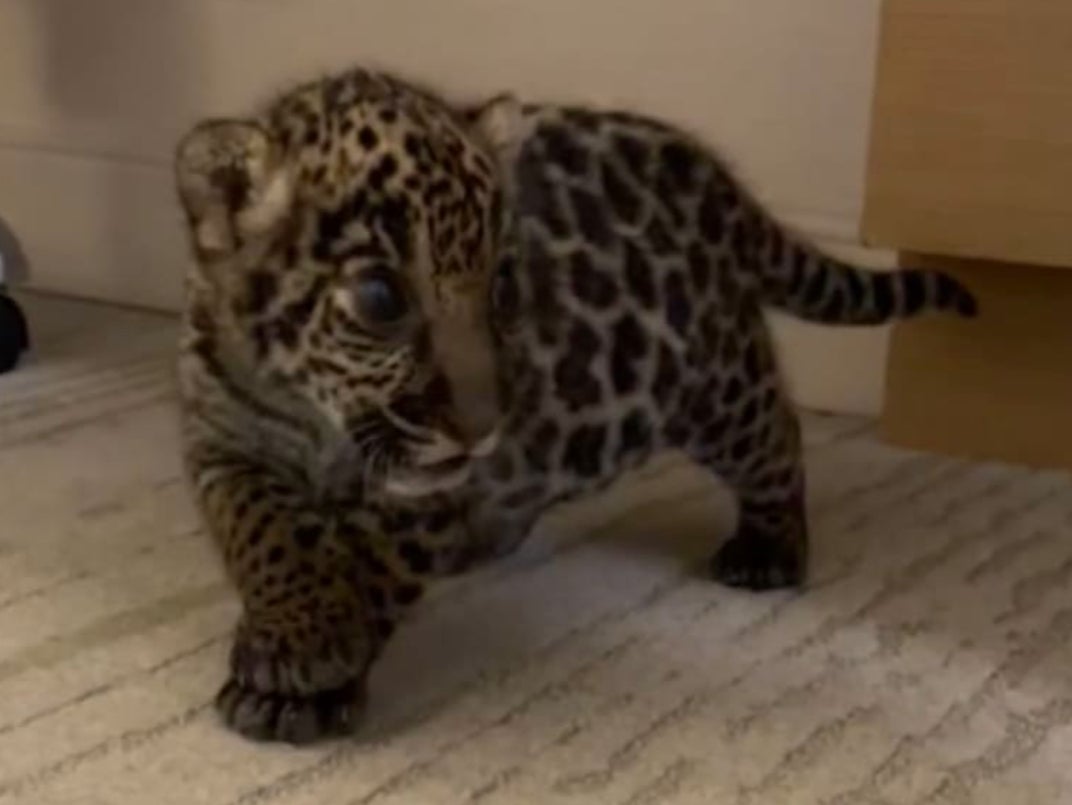 A jaguar cub federal investigators believe was sold by Trisha Denise Meyer, 40, of Houston. After the cub changed hands and began to grow it was eventually left at an animal sanctuary