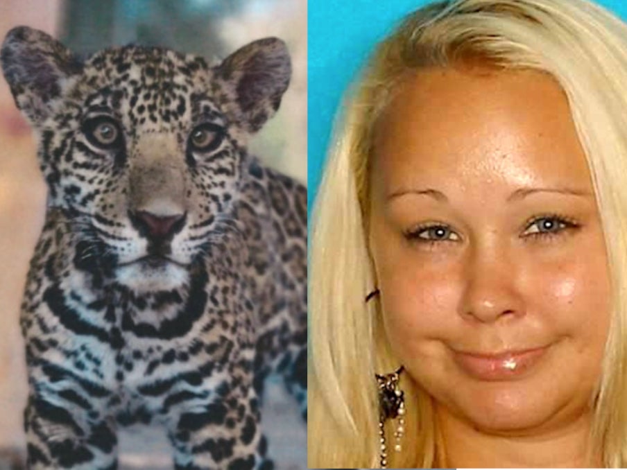 A jaguar cub that was allegedly sold for $30,000 by Trisha Denise Meyer, 40, of Houston. Ms Meyer is facing federal charges for alleged violations of both the Endangered Species Act and the Lacey Act