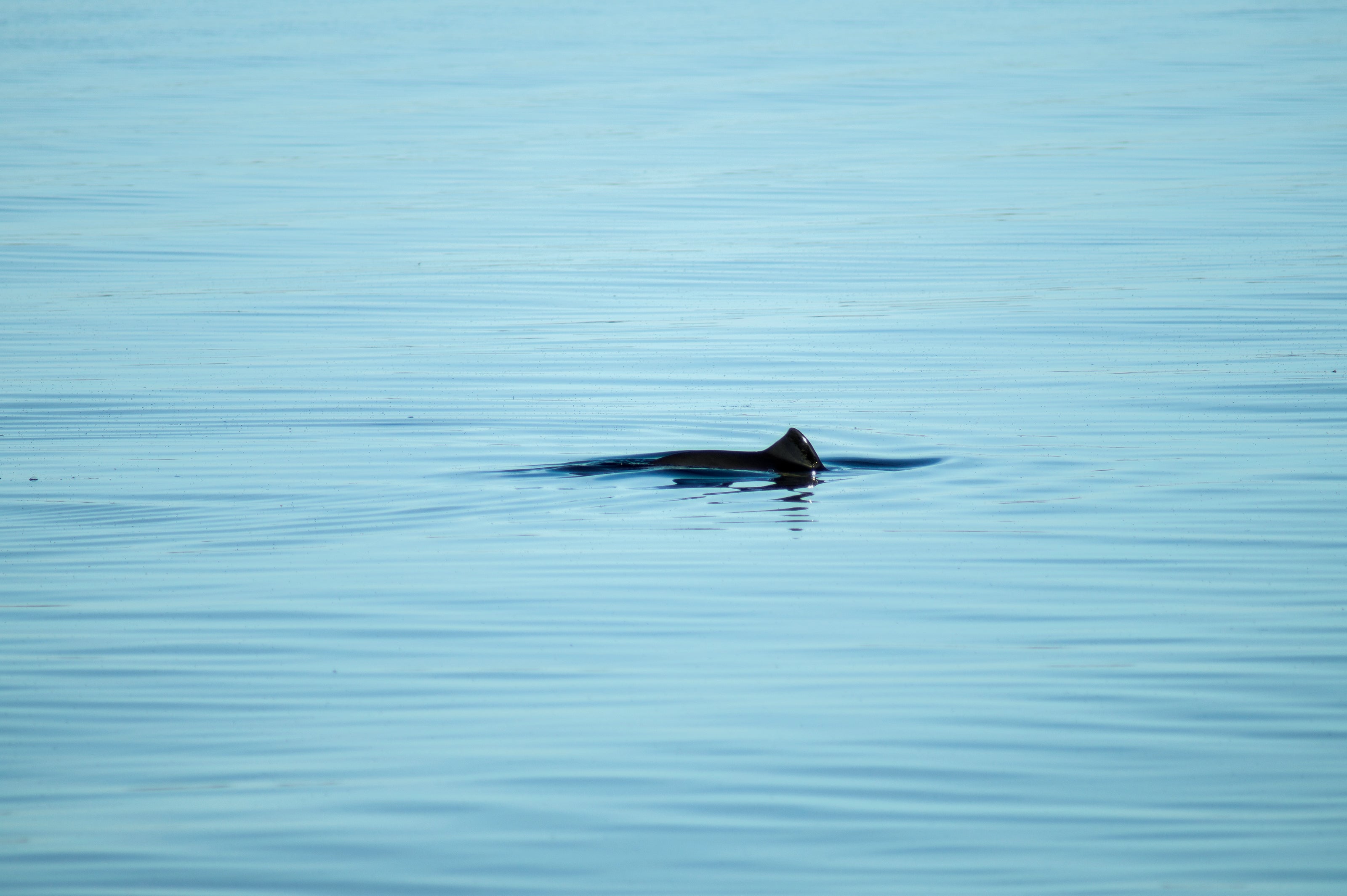 Harbour porpoises can lose their sense of direction from underwater noise caused by oil and gas fields