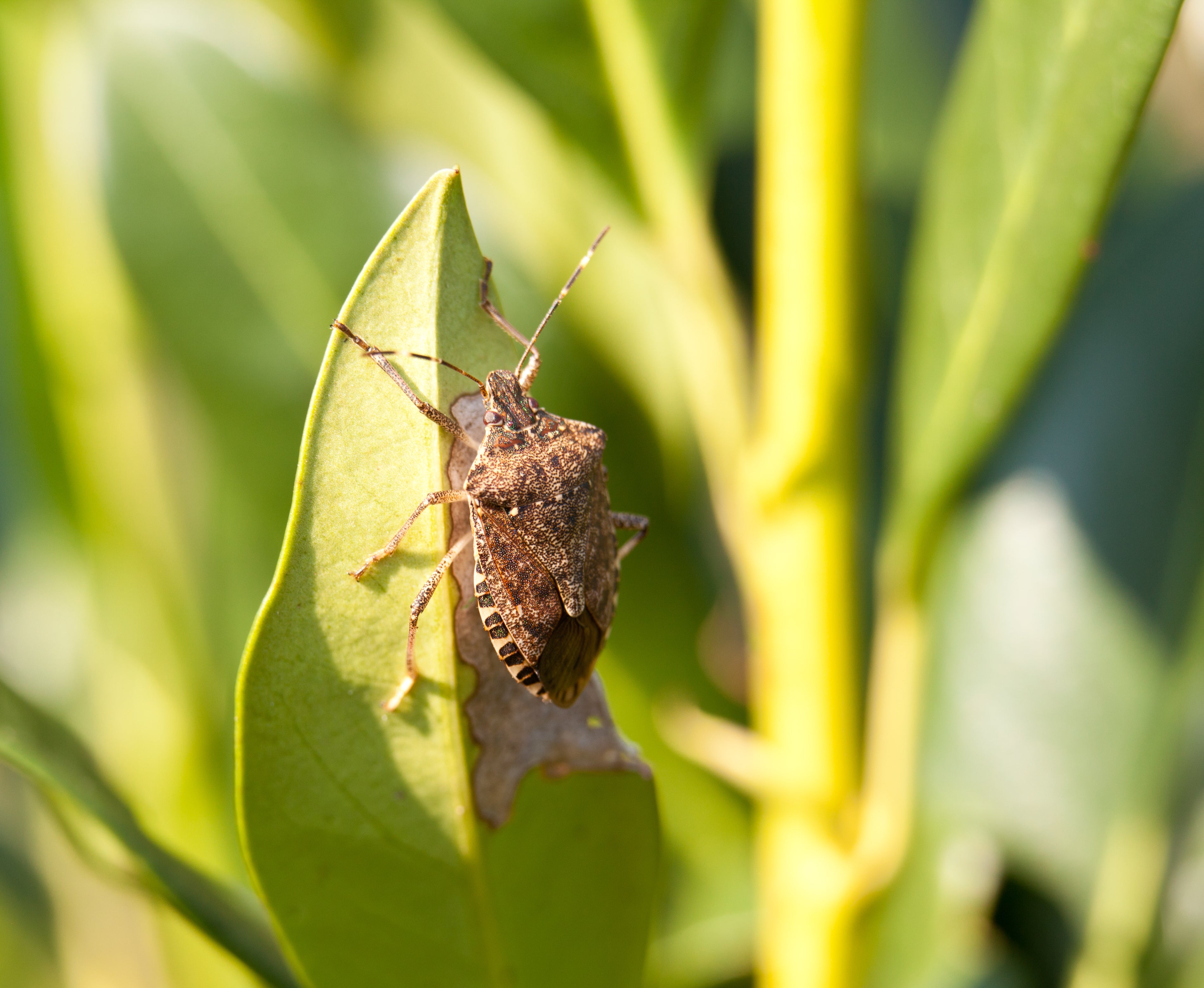 The brown marmorated stink bug’s smell has been described as like rotten fruit or cilantro