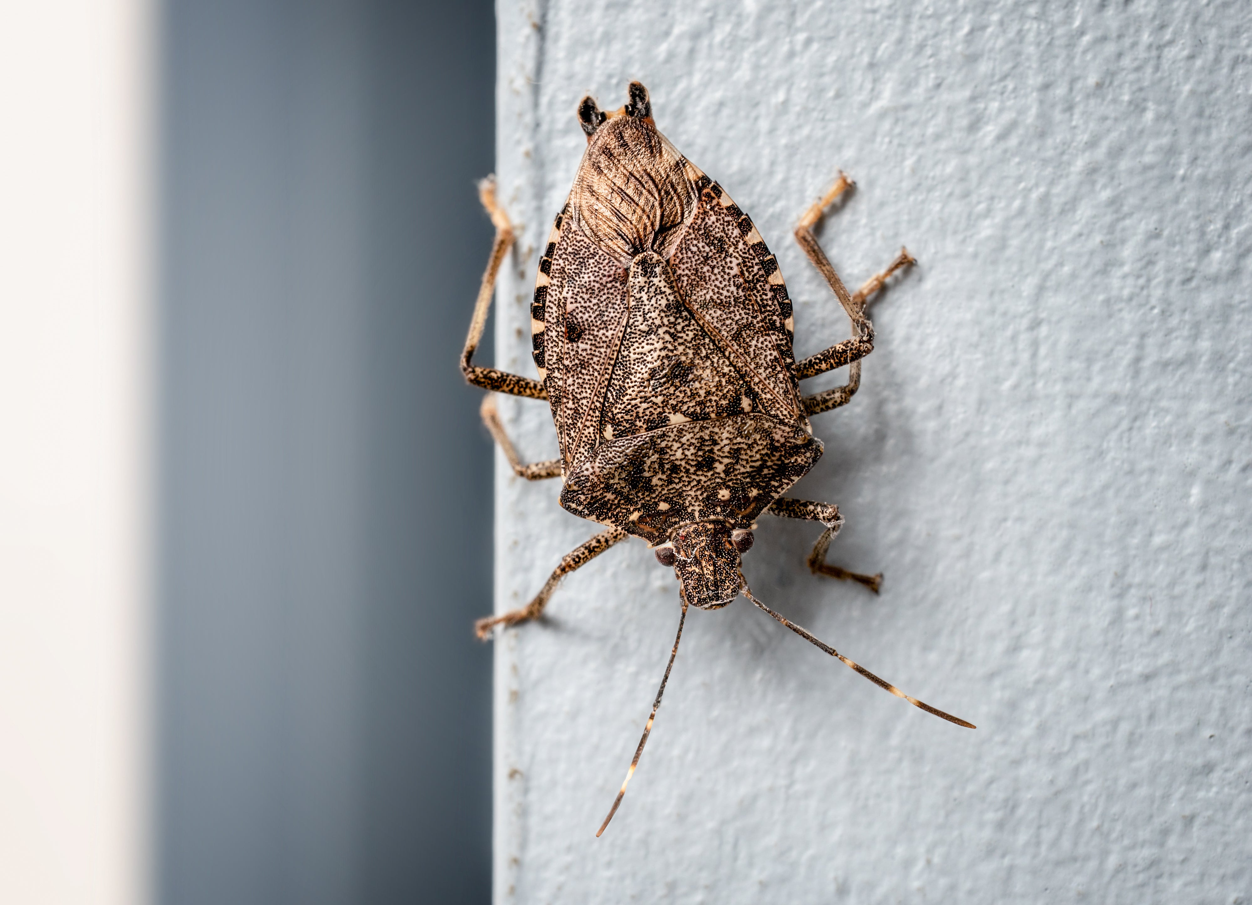 <p>A brown marmorated stink bug in Vancouver</p>
