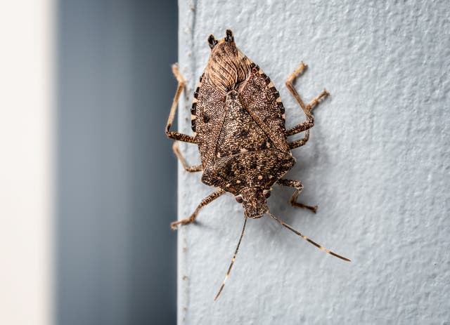 <p>A brown marmorated stink bug in Vancouver</p>