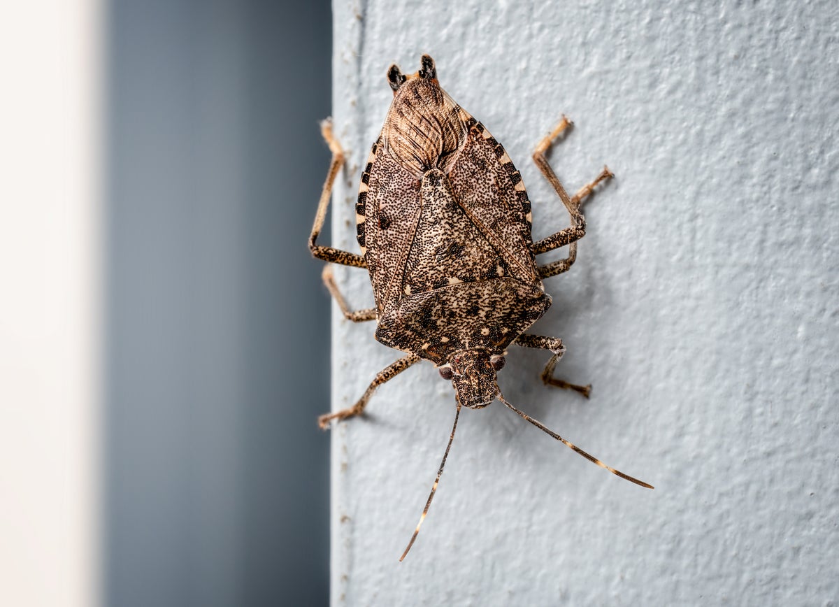 Stink bugs could spread their stench to new parts of the US as climate crisis worsens