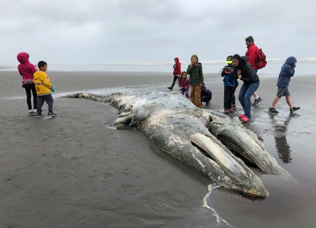 <p>Gray whale populations have decreased dramatically since 2019  </p>