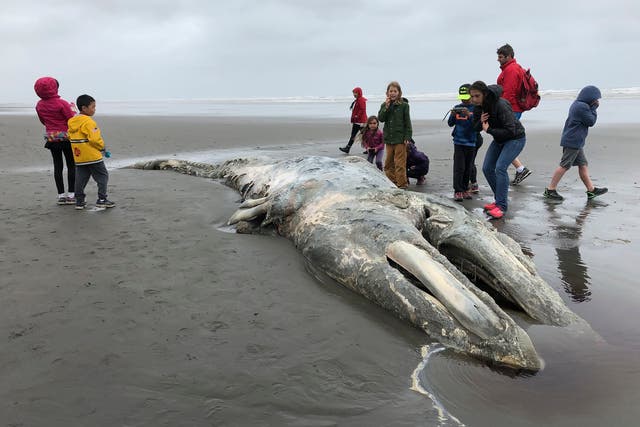 <p>Gray whale populations have decreased dramatically since 2019  </p>