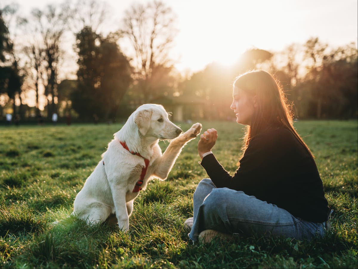 these-are-the-most-popular-pet-names-of-2022-thenewsdunia