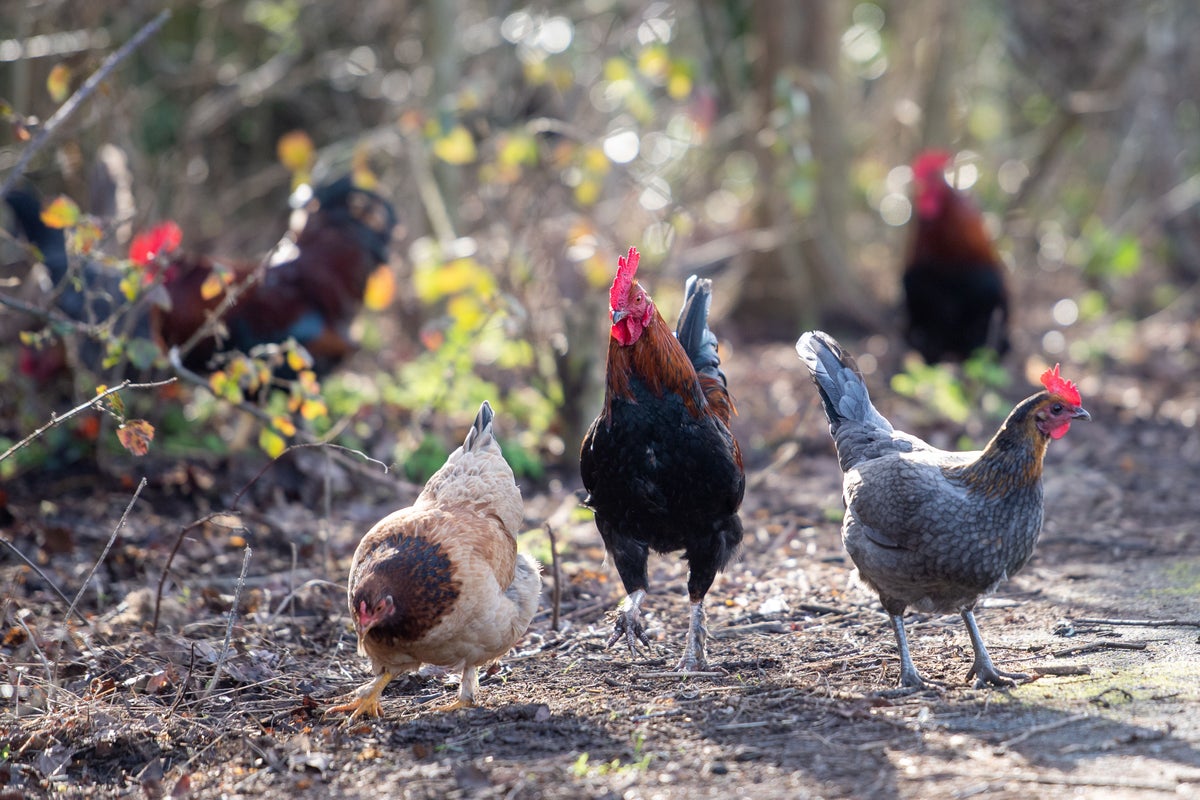 Birdkeepers to be legally required to keep birds indoors in parts of England