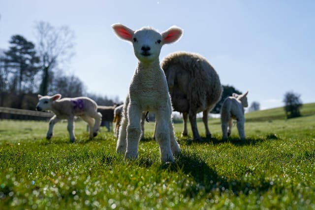 Liz Truss has hailed a ‘milestone’ for UK’s rural economy as British lamb has been exported to US for the first time in over 20 years (Jacob King/PA)
