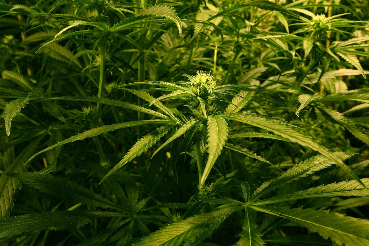 Home Secretary &lsquo;receptive&rsquo; to calls to upgrade cannabis to Class A