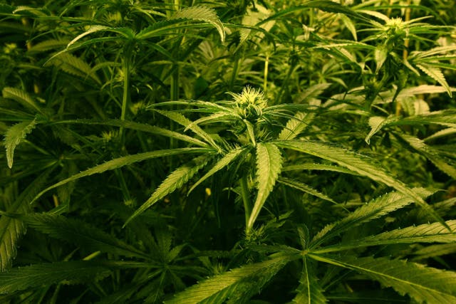 <p>Some police and crime commissioners have called for cannabis to be reclassified</p>