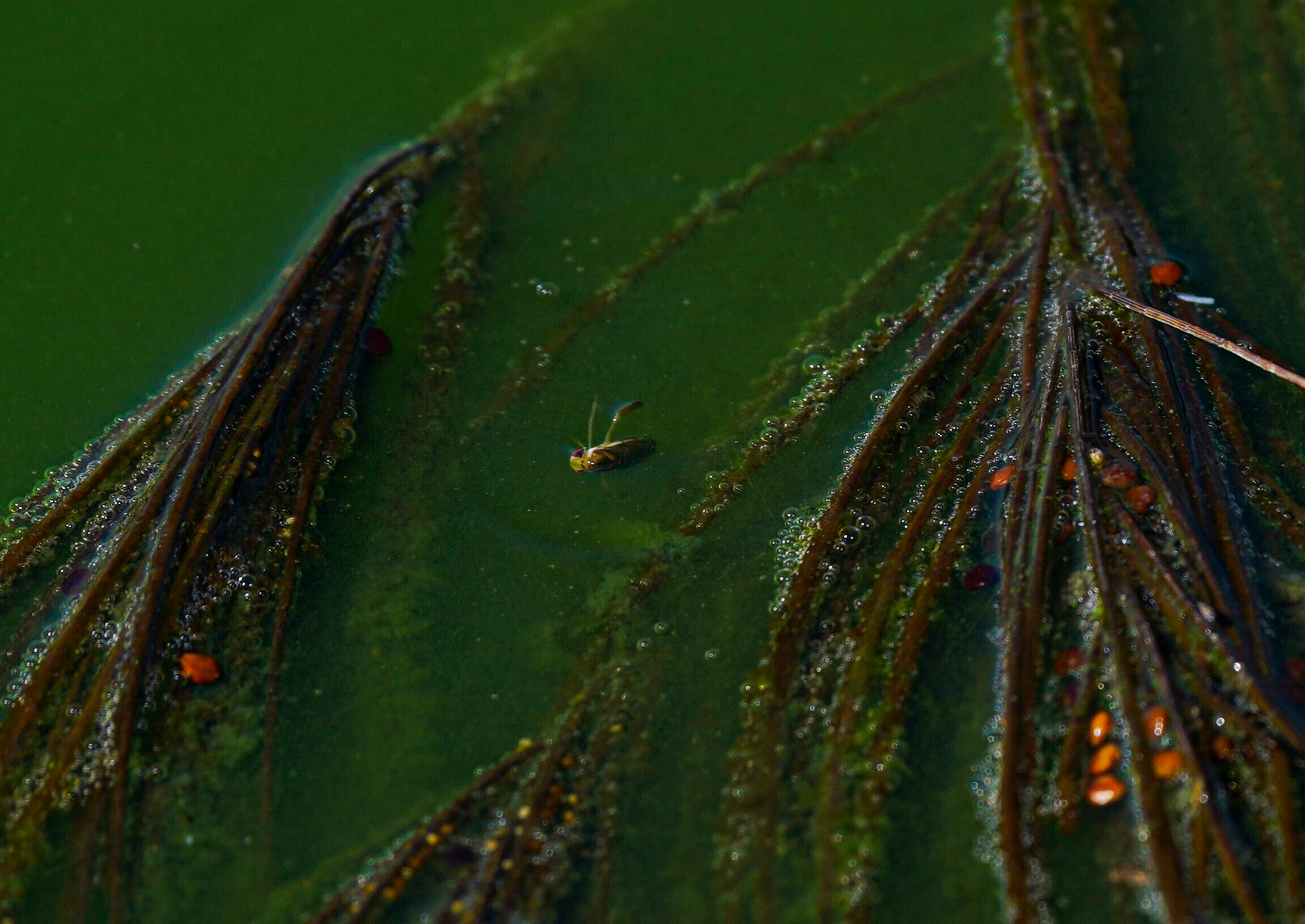 Mexico Pre-Hispanic Caviar