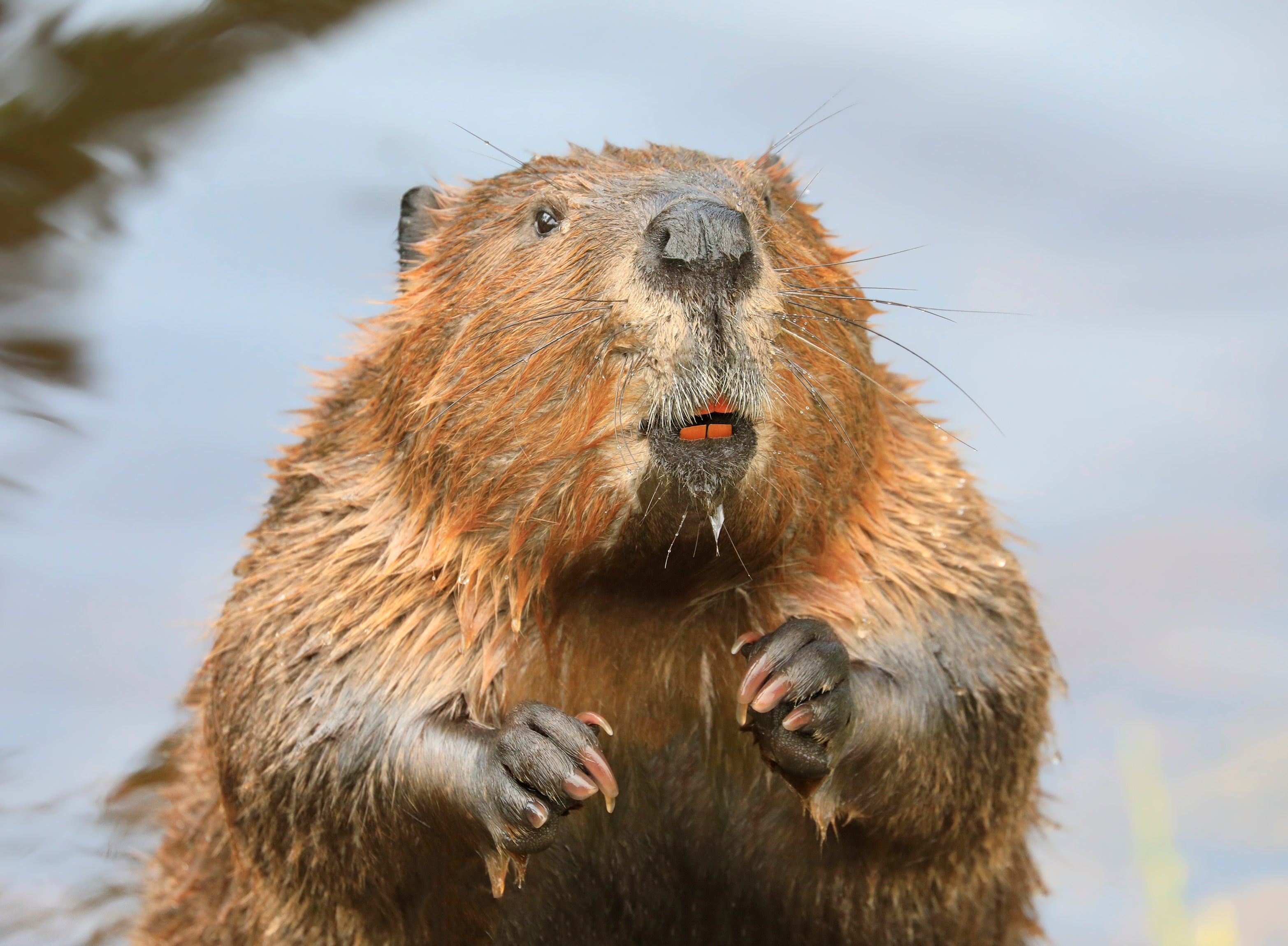 From 1 October, the Eurasian beaver has been given protected native species status