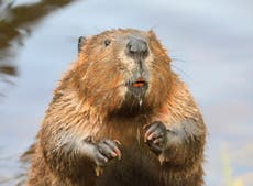 If you hate beavers, you’re sorely misguided