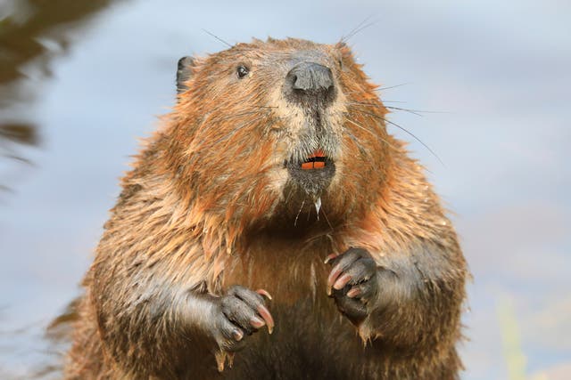 <p>From 1 October, the Eurasian beaver has been given protected native species status</p>