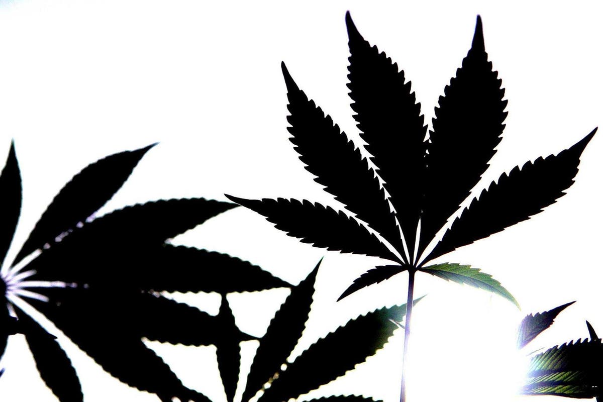 &lsquo;No plans&rsquo; to change classification of cannabis, says No 10