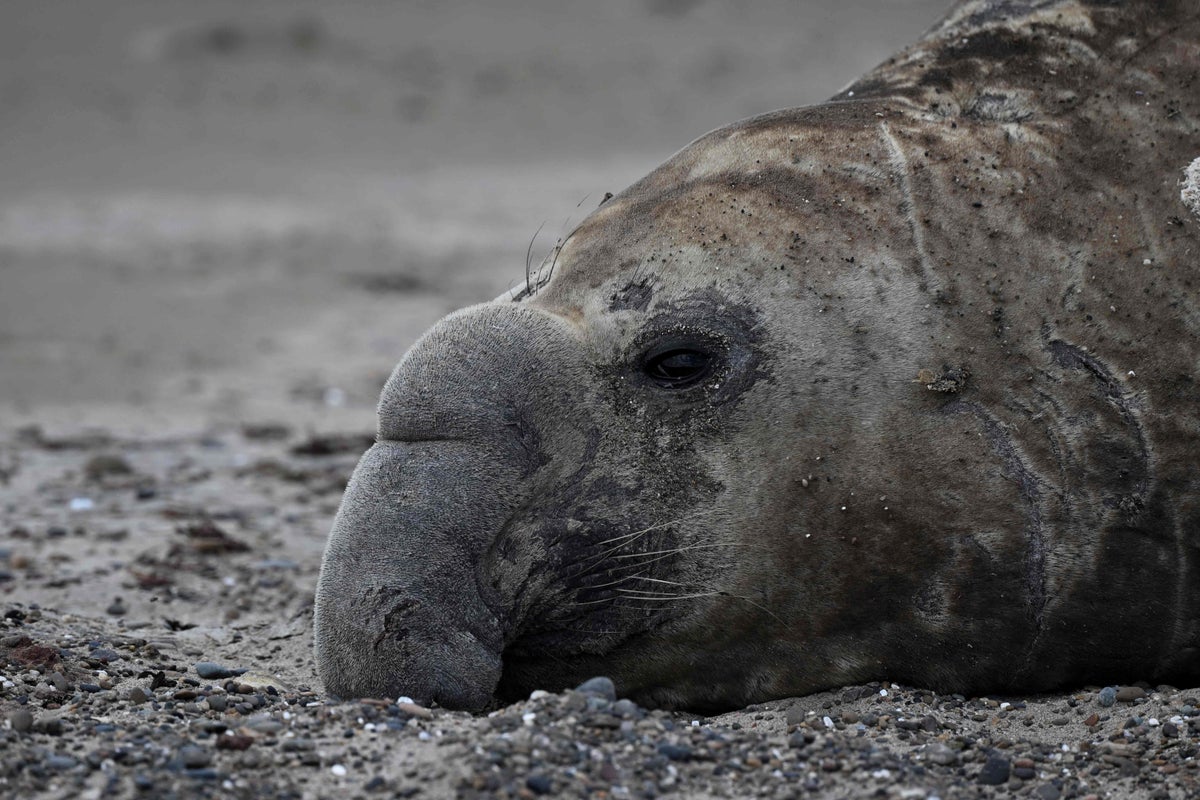 Viral elephant seal video was not filmed in Florida during Hurricane Ian