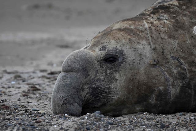 <p>An elephant seal on a beach in Argentina this month. A video that went viral after Hurricane Ian showed a seal from Chile two years ago, not from Florida</p>
