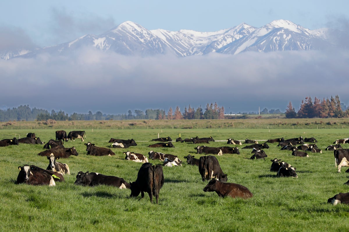 New Zealand proposes taxing cow burps, angering farmers