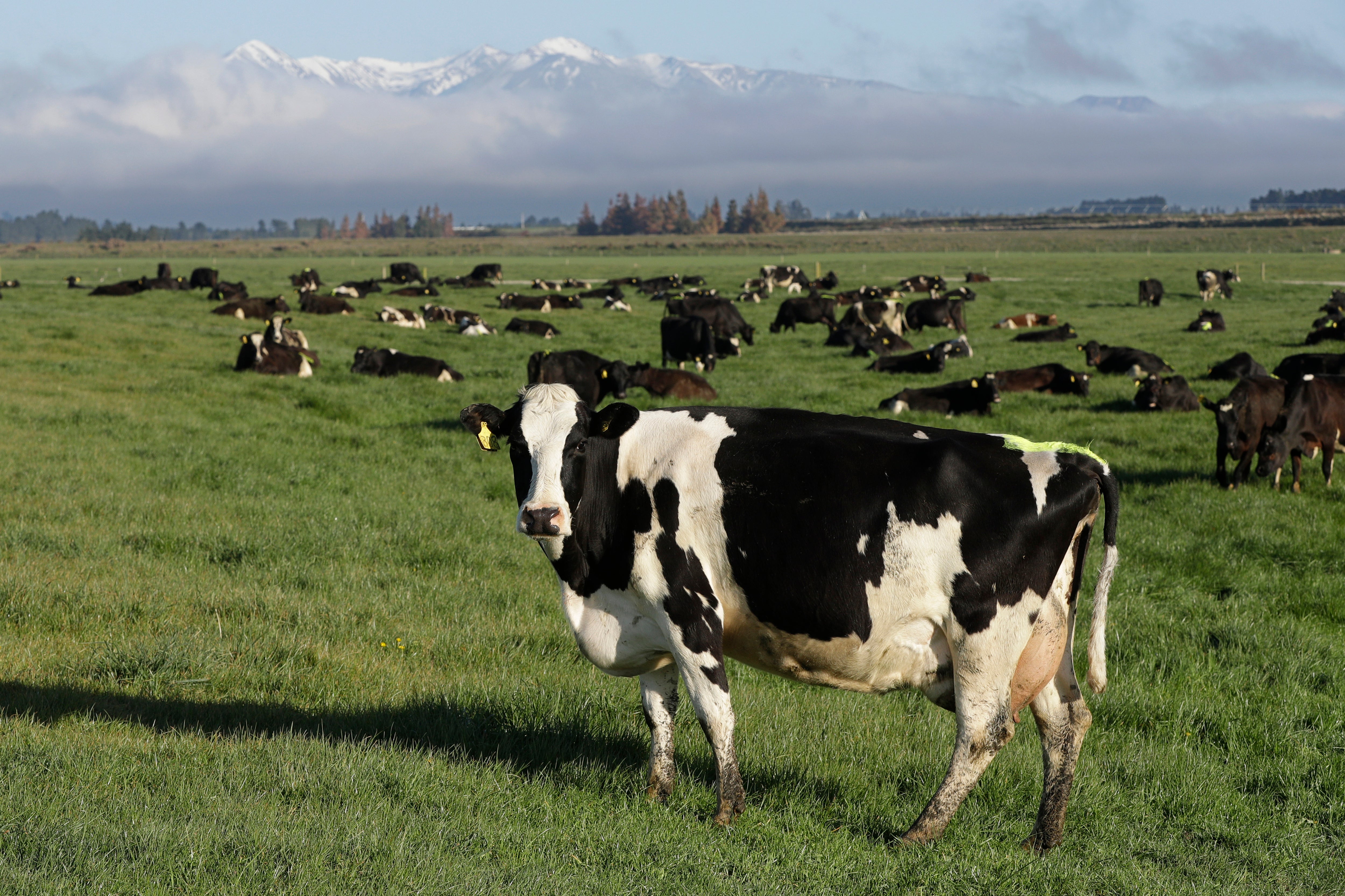 New Zealand Farm Emissions Tax