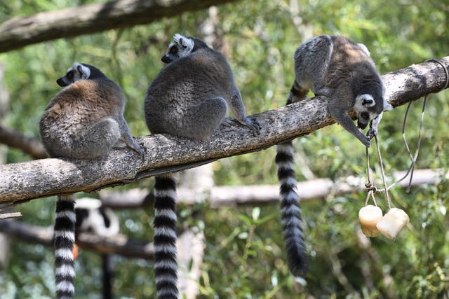 <p>This photograph taken on July 14, 2022, shows a lemur grabbing frozen treat at the Sainte-Croix animal park in Rhodes, eastern France</p>