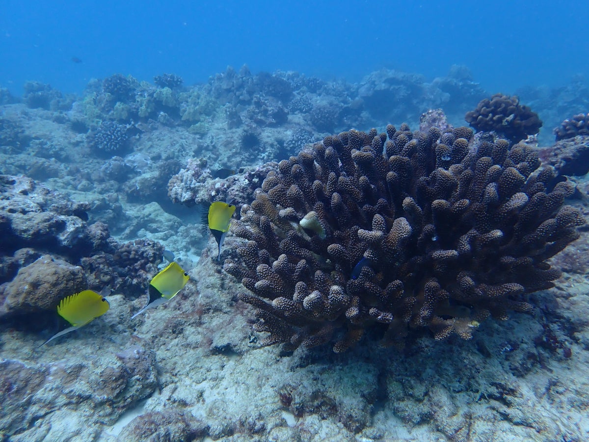 Climate change ‘to damage half of all coral reefs by 2035’